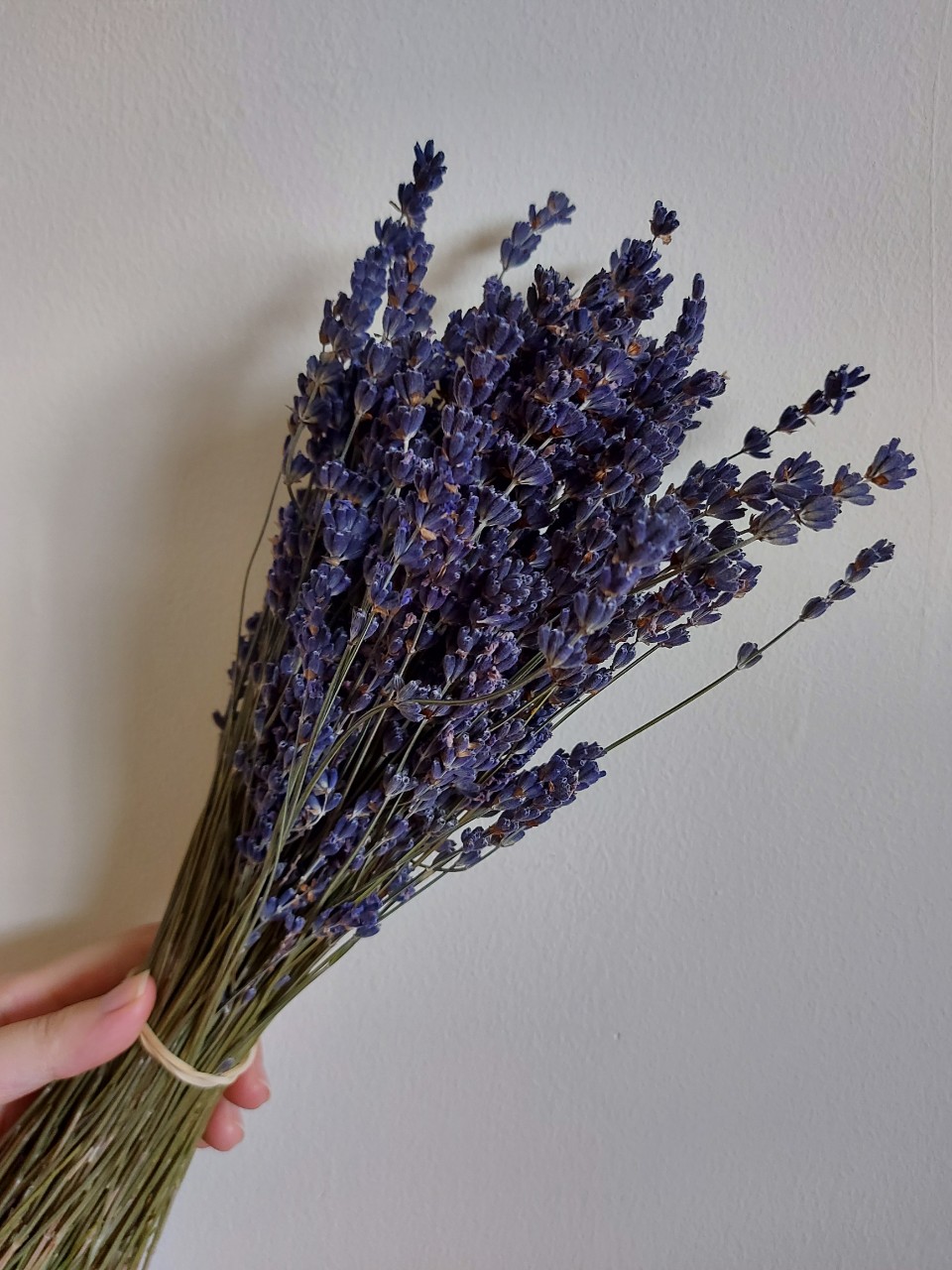 Bó Lavender khô Pháp 300 cành