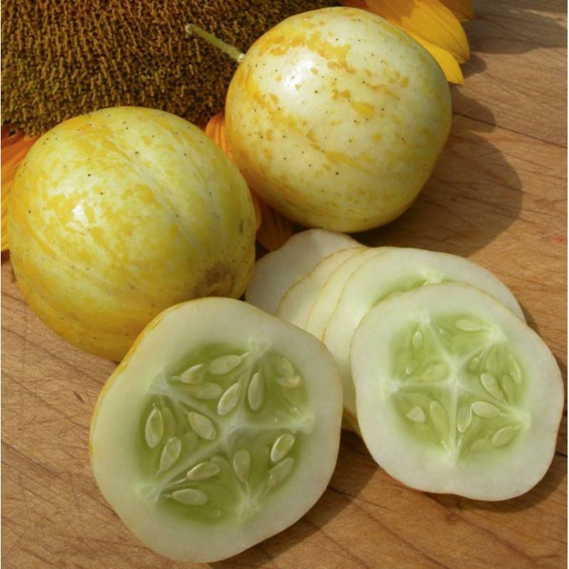 (Nk Mỹ) Hạt Giống Dưa Chuột Chanh Lemon - (15 Hạt)