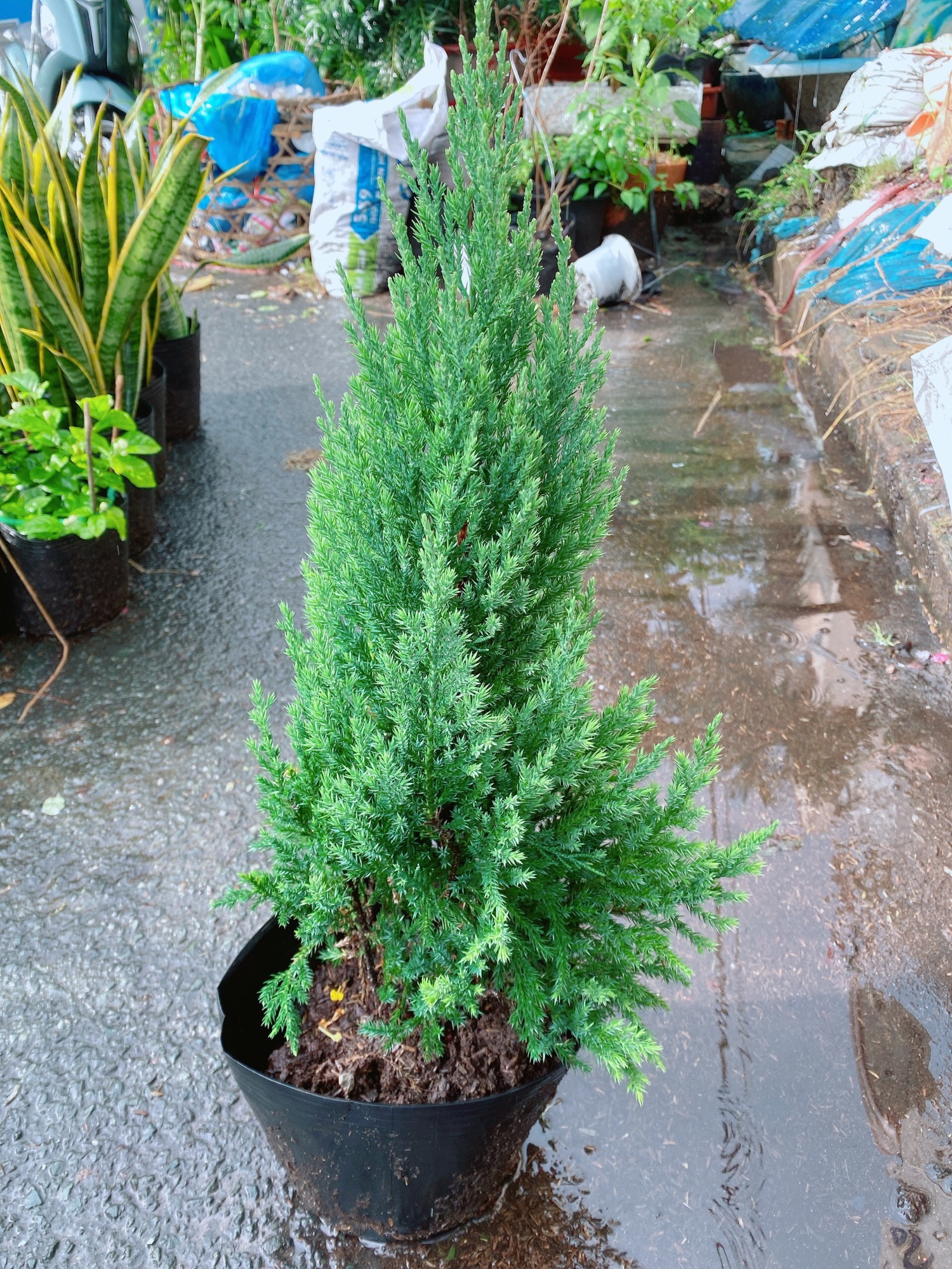 [HCM]Bụi Tùng Lớn 40-50cm (Cây Sơn Tùng)