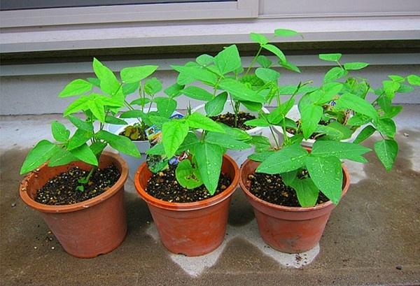 Hạt Giống Đậu Rồng ( Đậu Khế ) - 10 hạt