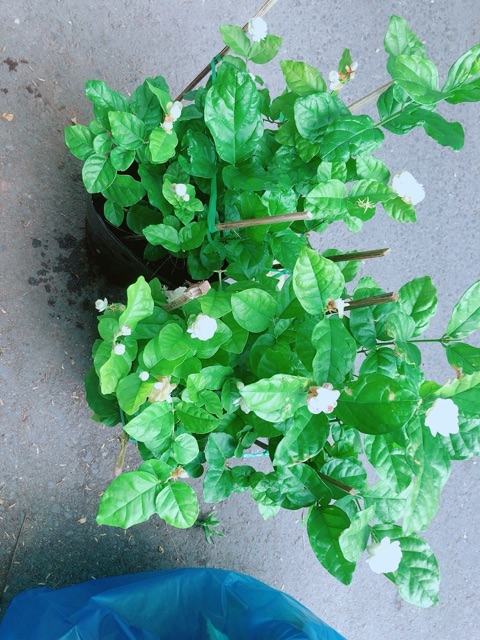 Chậu Cây Hoa Nhài (có kèm chậu sứ)