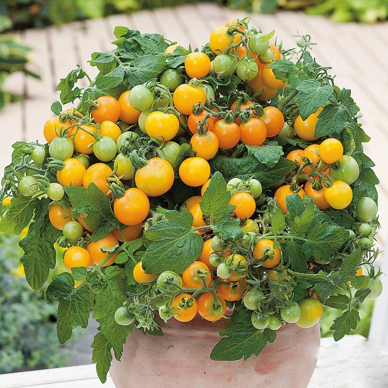 hạt giống cà chua bi lùn vàng