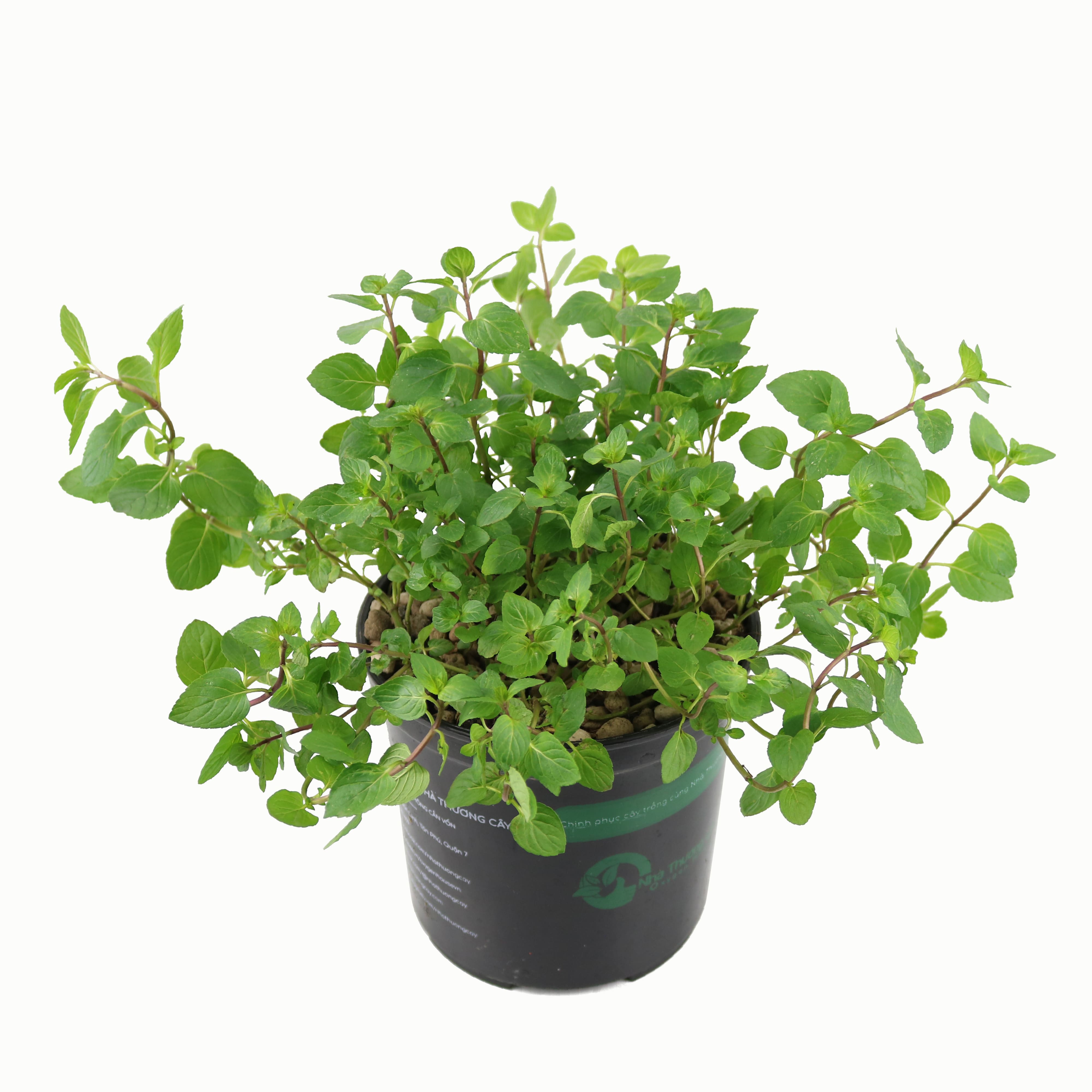 Cây gia vị | Cây bạc hà sicula | Choco Mint