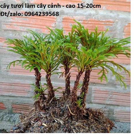Cây Trường sinh thảo - khóm trên 3 cây