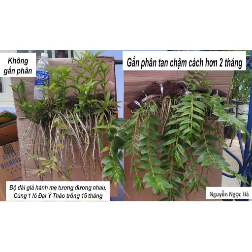 Phân dơi 75% CSV3-2-2+750M - Phân bón Hà Lan - 1kg [hàng nhập bao 25kg -đóng gói chia nhỏ lại]