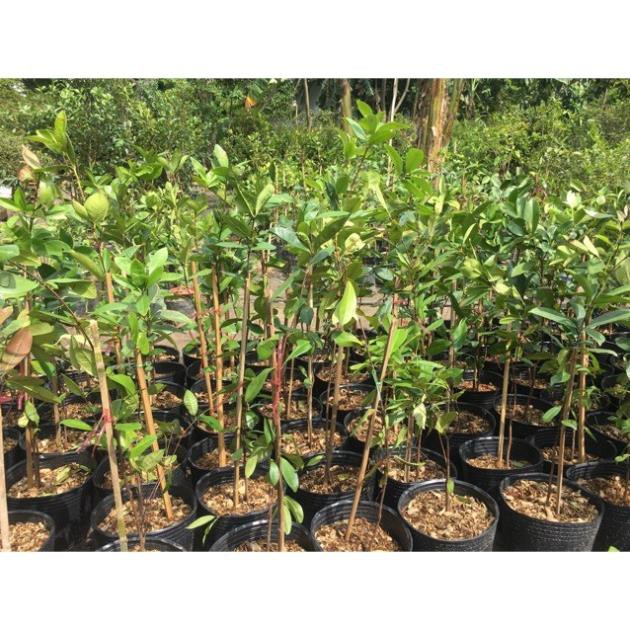 [Chuẩn Giống F1] CÂY GIỐNG CHERRY BRAZIL