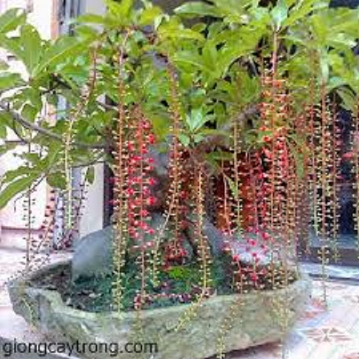 CÂY GIỐNG CÂY LỘC VỪNG-CÂY phôi nhỏ