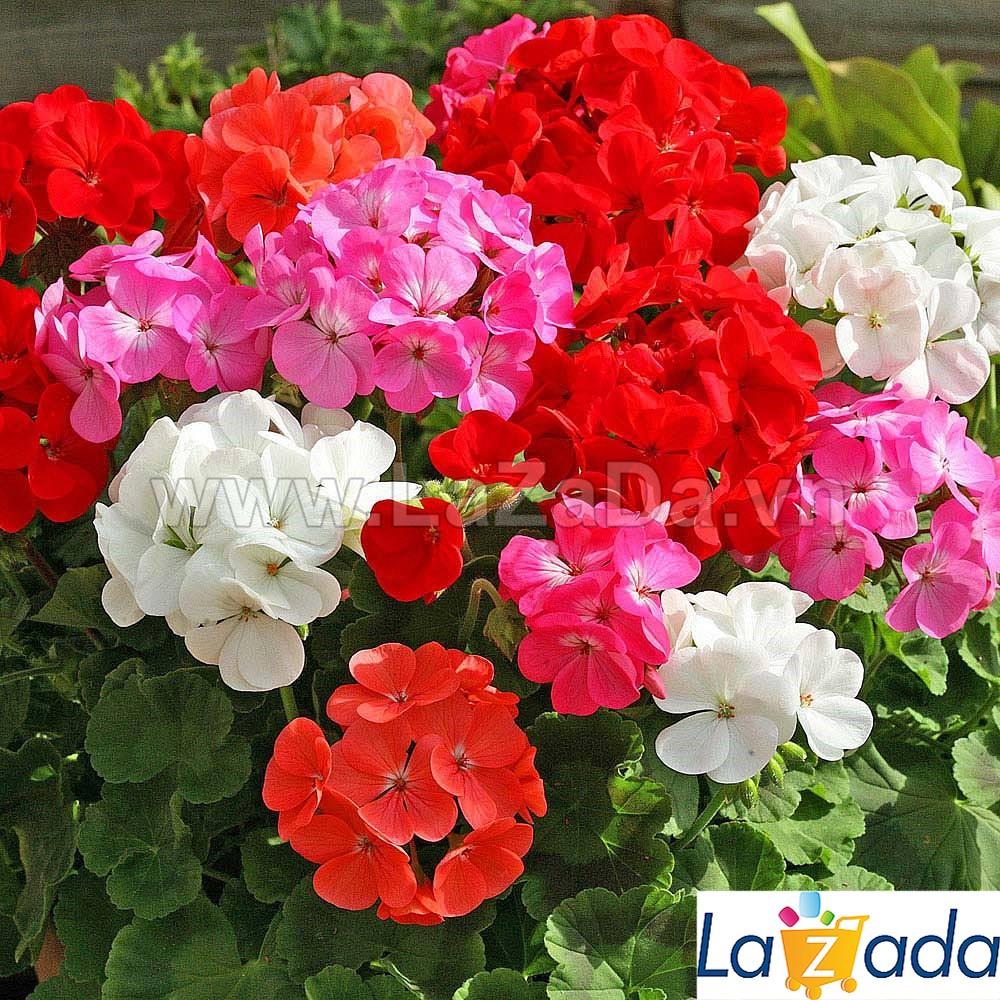 5h Hạt Giống Hoa Phong Lữ Mix Màu (TLB1| -KD: B21*V45*M205)