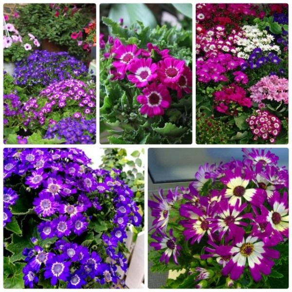 Sale Hạt giống hoa cúc lá nho