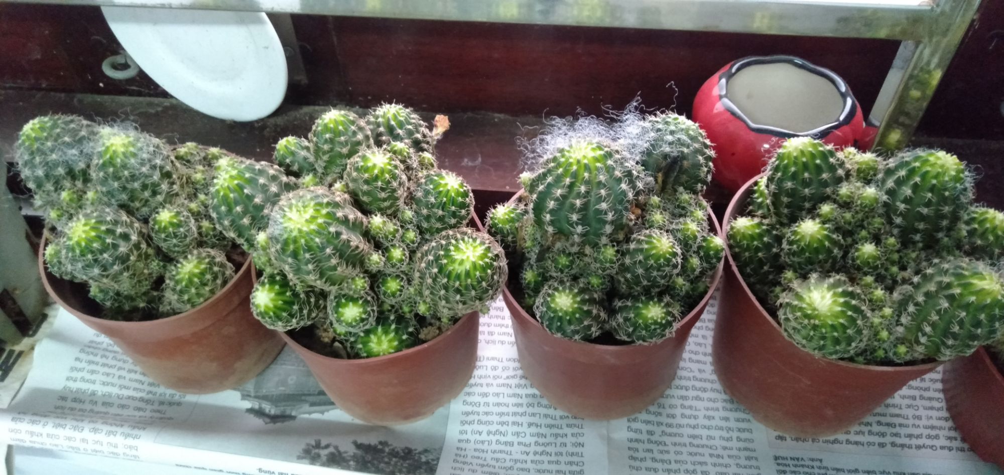 xương rồng Lobi cả chậu
