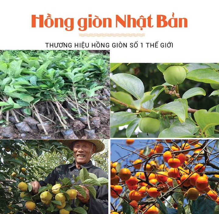 Cây hồng nhật bản cây đẹp hoa miễn chê