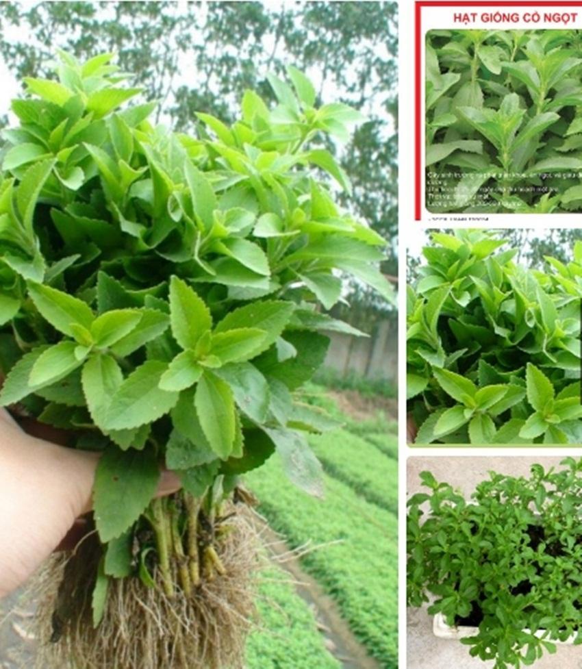 Hạt giống Cỏ ngọt