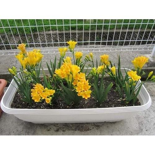 Bộ 3 Củ giống hoa lan nam phi hoa màu vàng
