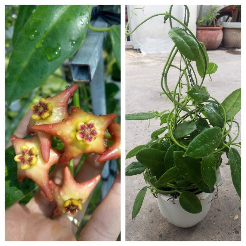 Lan cẩm cù chậu lớn sắp hoa đủ màu
