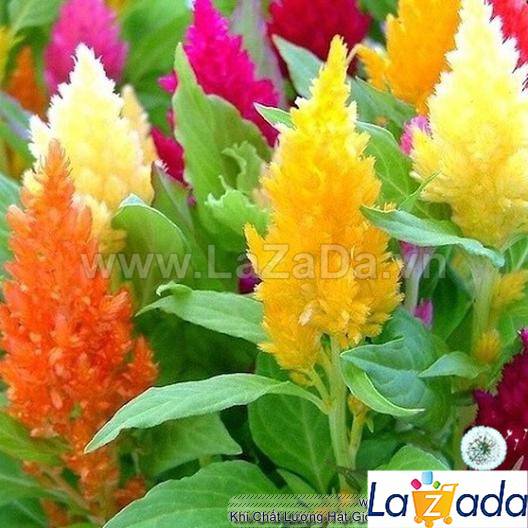 100h Hạt Giống Hoa Mào Lửa Mix Màu (C4.102| -KD: B20*V22*M204)
