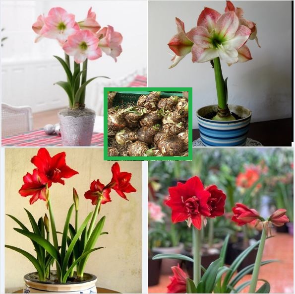 Set of 2 Lily Bulbs (1 Red Velvet Flower Bulb + 1 Peach Rose Bulb)