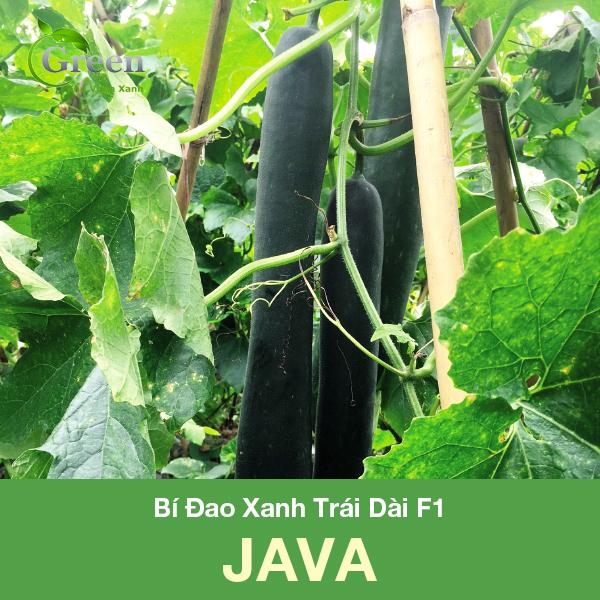 Hạt Giống Bí Đao Xanh Trái Dài F1 JAVA Tỉ Lệ Đậu Trái Cao, Sinh Trưởng Mạnh