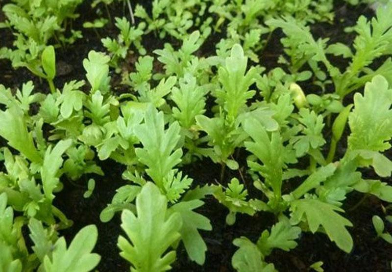 Hạt Giống Cải Cúc Tẻ LUCKY SEEDS