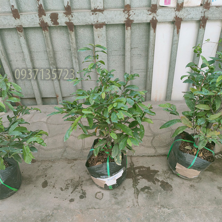 [HCM]cây mai vàng cây  trung ( mai giảo từ 6-12 cánh )