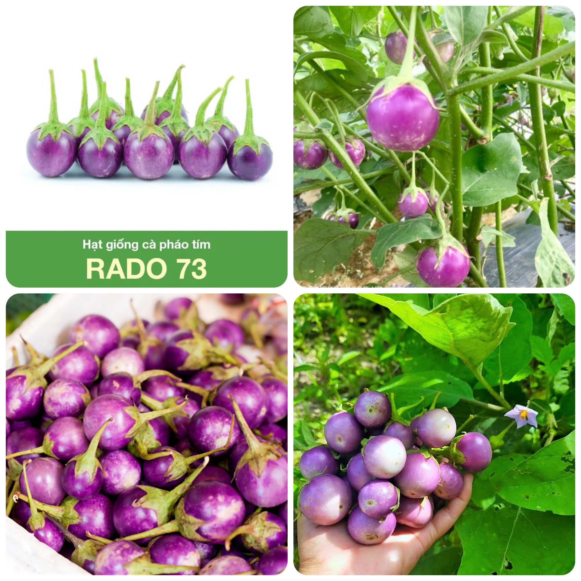 Hạt giống cà pháo tím - Gói 0.5g