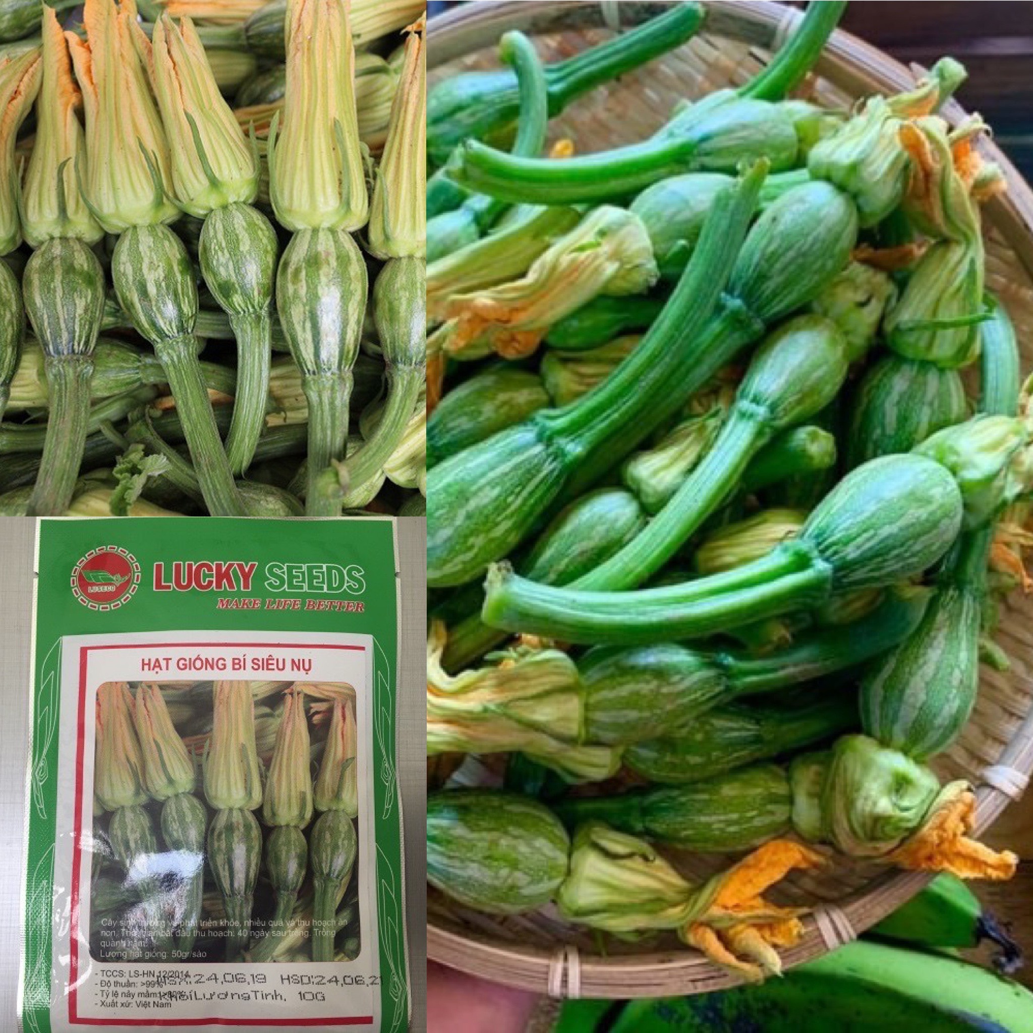 Hạt Giống Bí Siêu Nụ - Bí Ăn Nụ - Gói 10GR