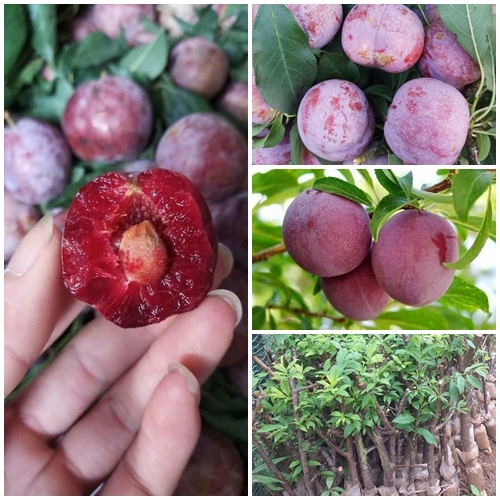 Cây giống mận chiết cành