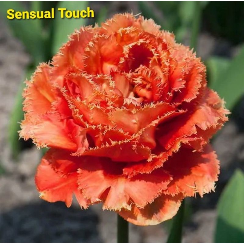 Củ giống hoa Tulip đơn - Hà Lan