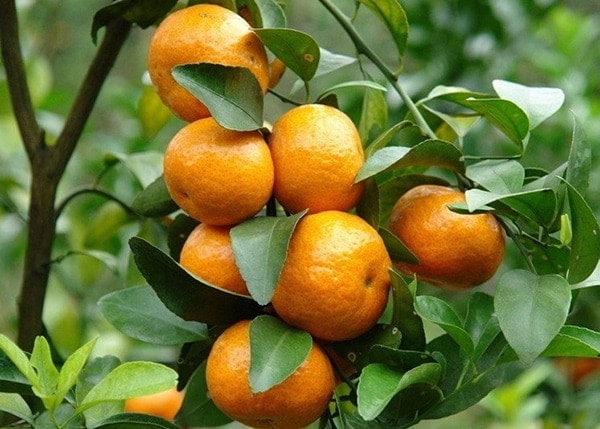 Cây giống Quýt đường Thái Lan. [ siêu sớm ]