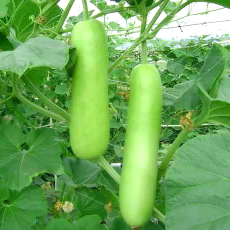 "Gói 10 Hạt " Hạt giống bầu lai siêu quả