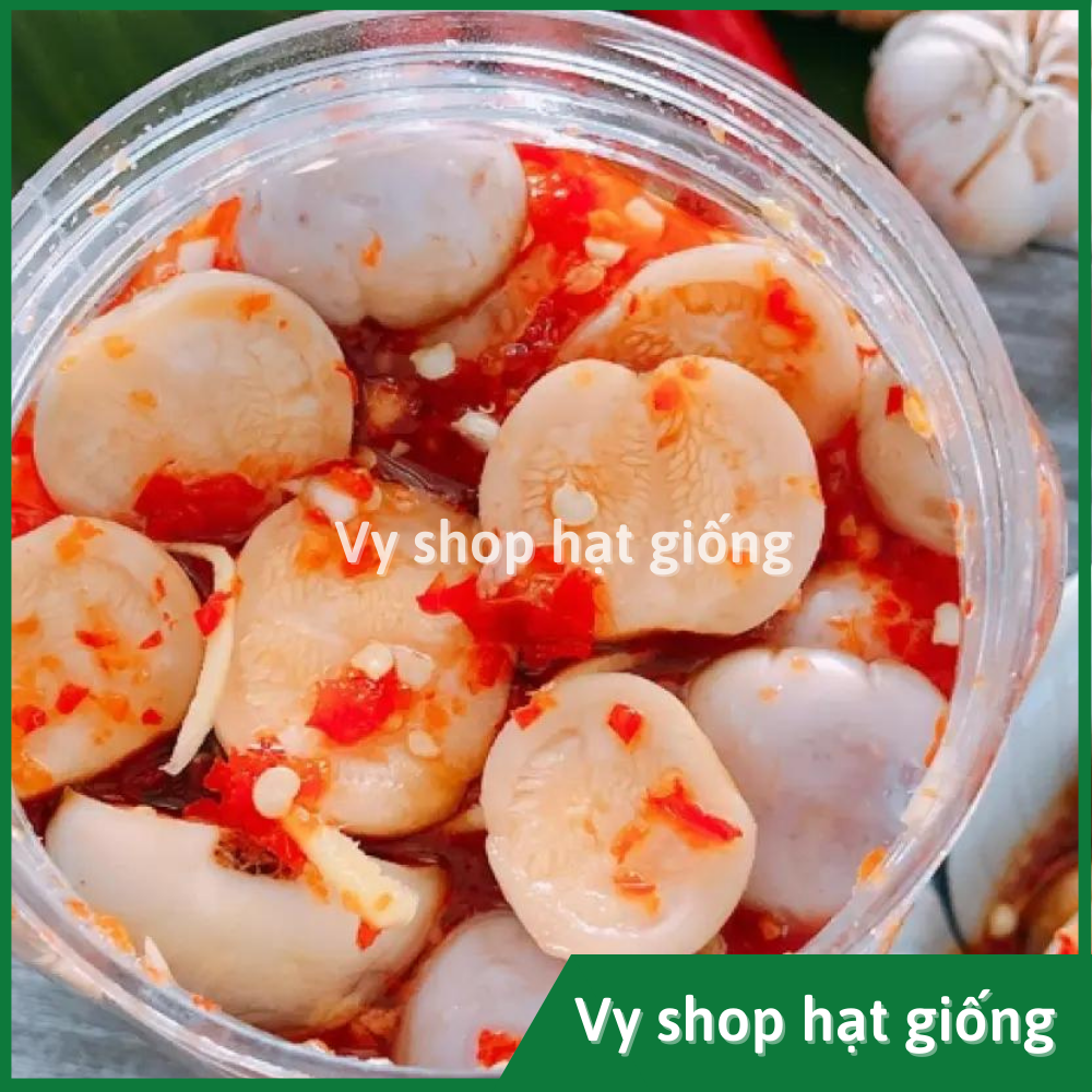 Hạt giống cà pháo trắng Thái Lan gói 200 hạt