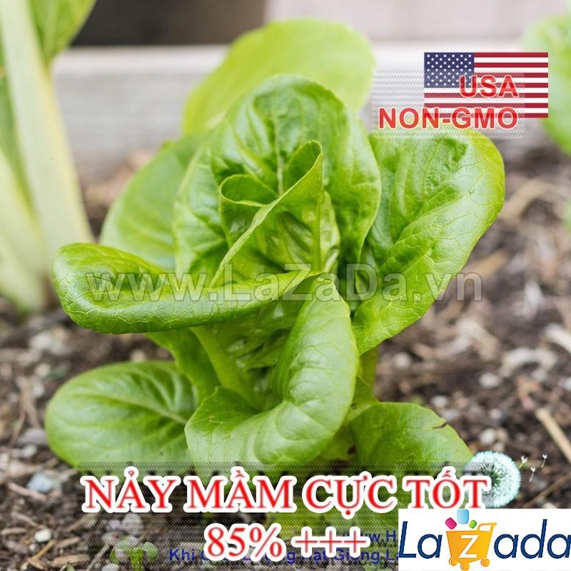 50Gr Hạt Giống Rau Mầm Cải Thìa (A1.206| W12*W63*M037)