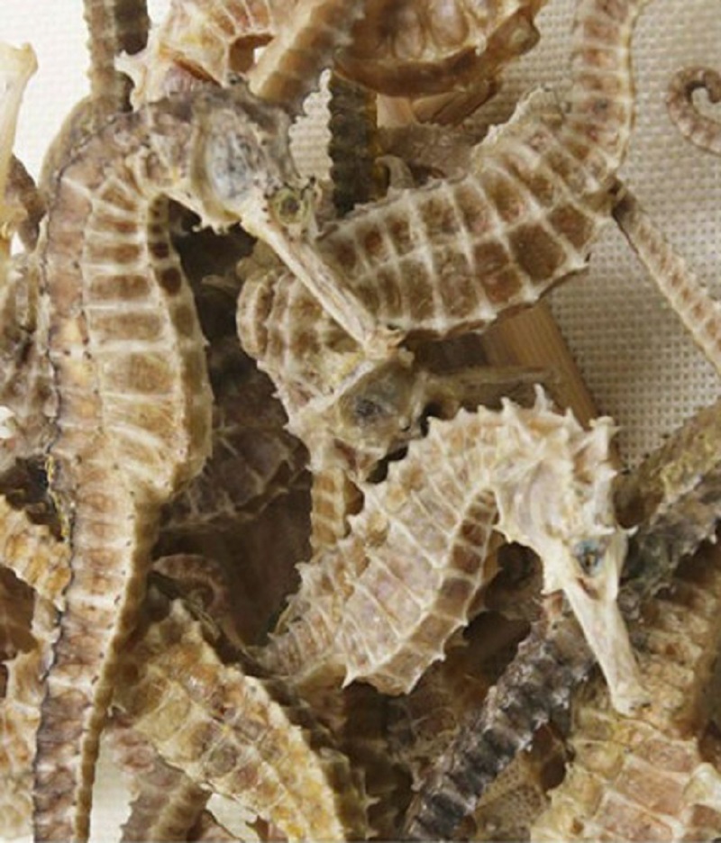 CÁ NGỰA KHÔ SIZE TỪ 11cm - 12cm