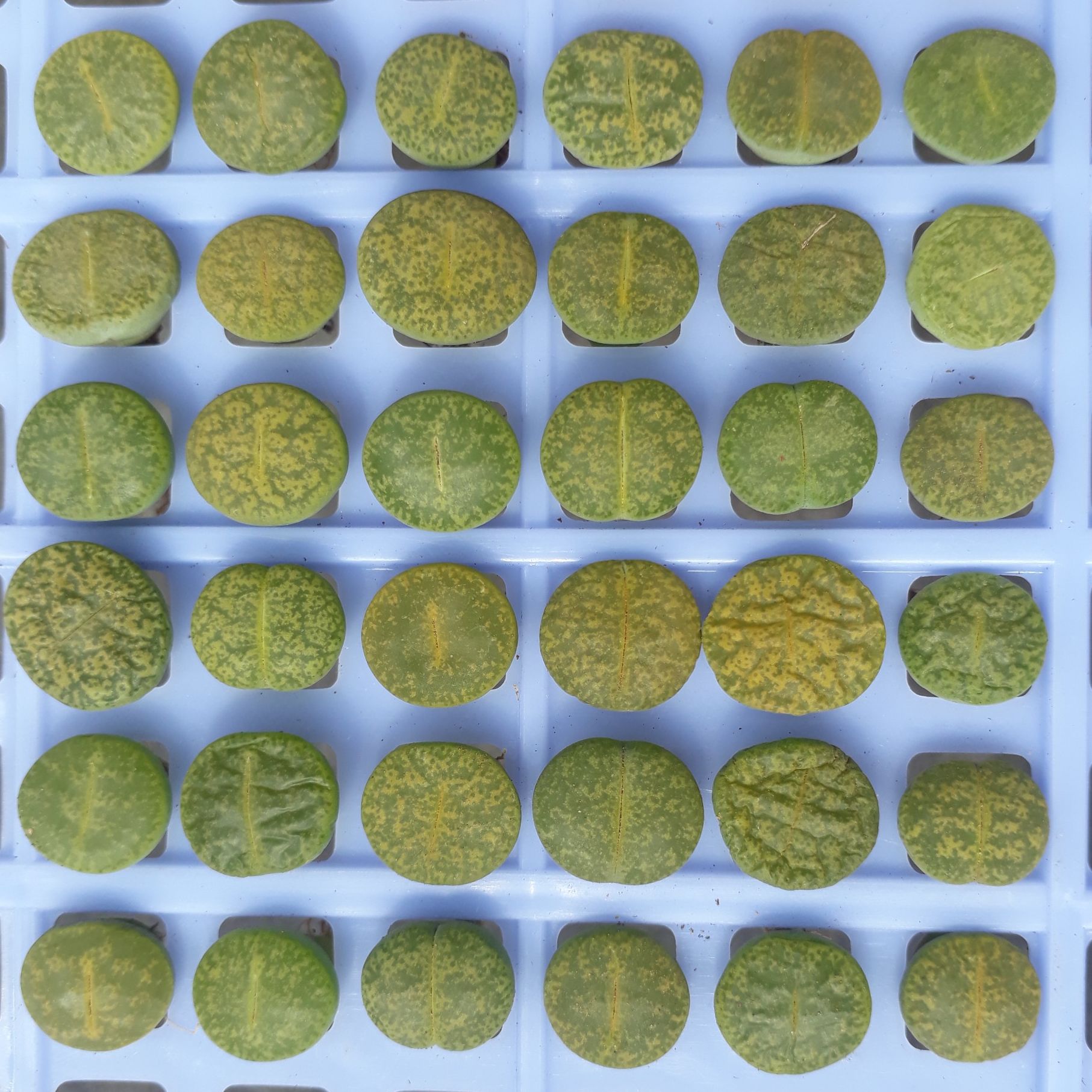 [HCM]Combo 10 Mông Xanh Dòng Albinica Size 1.2 - 1.5cm (Sen Mông/Lithops/Thạch Lan)