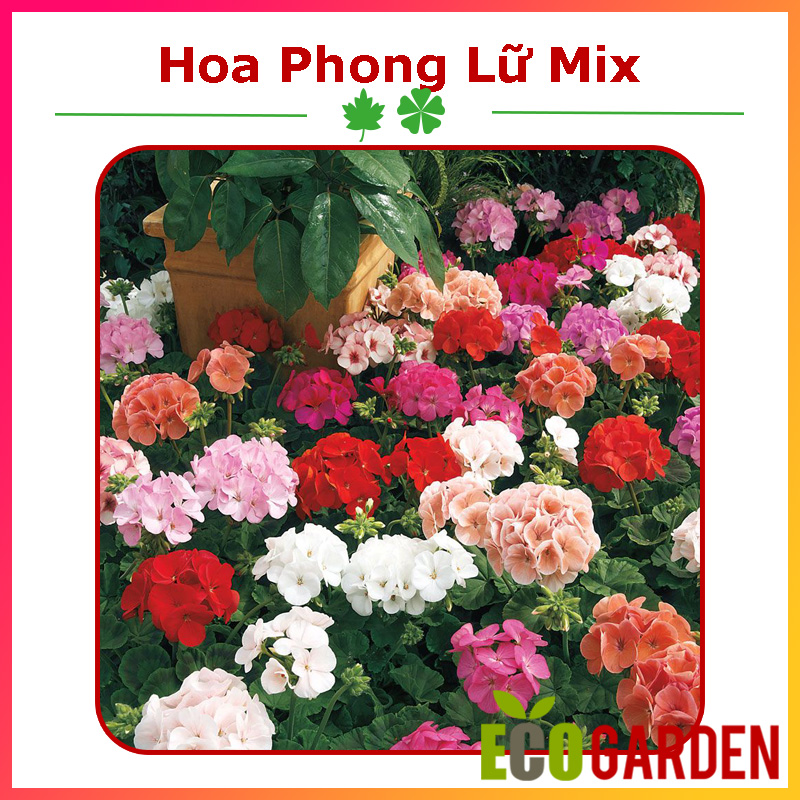 Hạt Giống Hoa Phong Lữ Thảo Mix F1 (20H) (ECO.077)