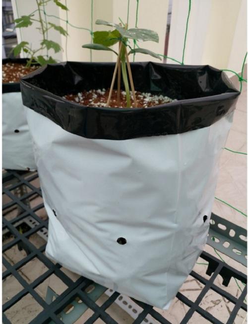 Túi Trồng Dưa Lưới ( Giá bán 30 cái , Size 20*40)