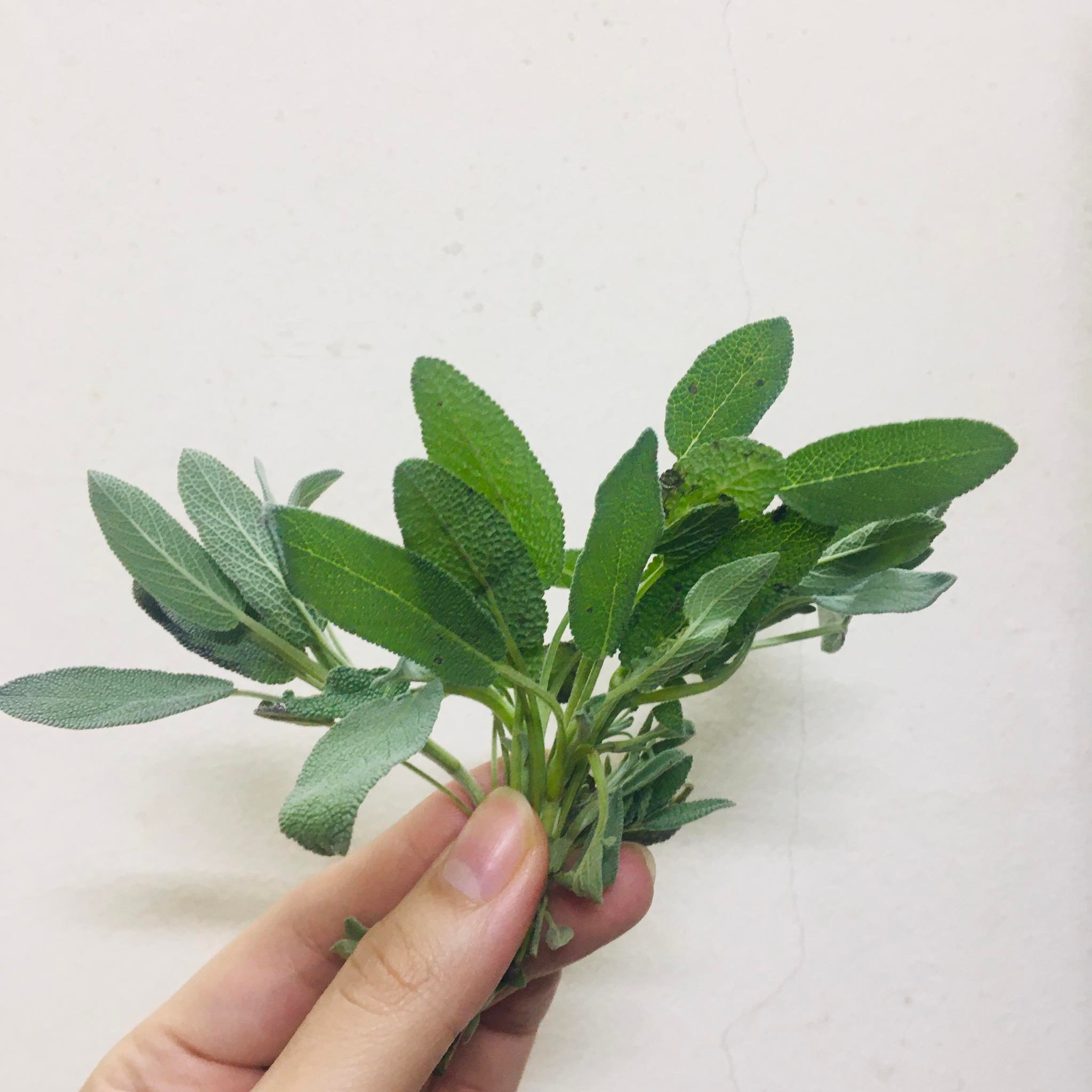 (chỉ giao miền Bắc+TUNG)Lá xô thơm sage tươi 50g,100g