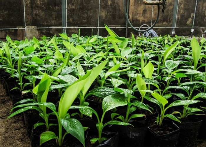 Cây giống CHUỐI GIÀ NAM MỸ ngọt thơm - hàng cây giống CHUẨN F1