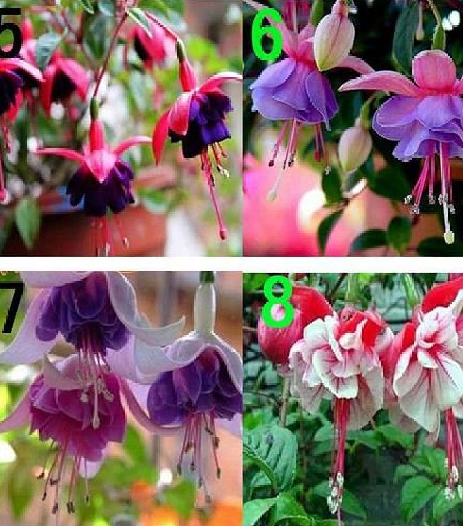 Hạt giống hoa lồng đèn mix màu - Gói 20 hạt