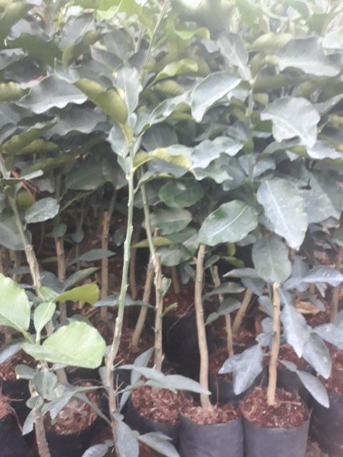 Buoi ruột do không hạt (Thái Lan)