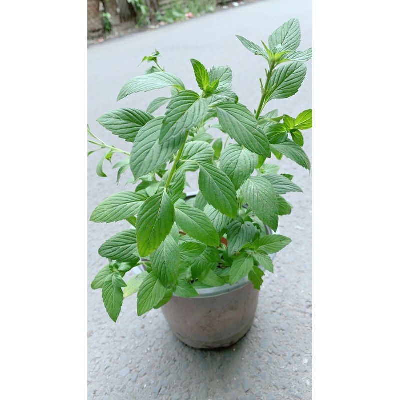 ♡♡ Cây rau húng, cây gia vị