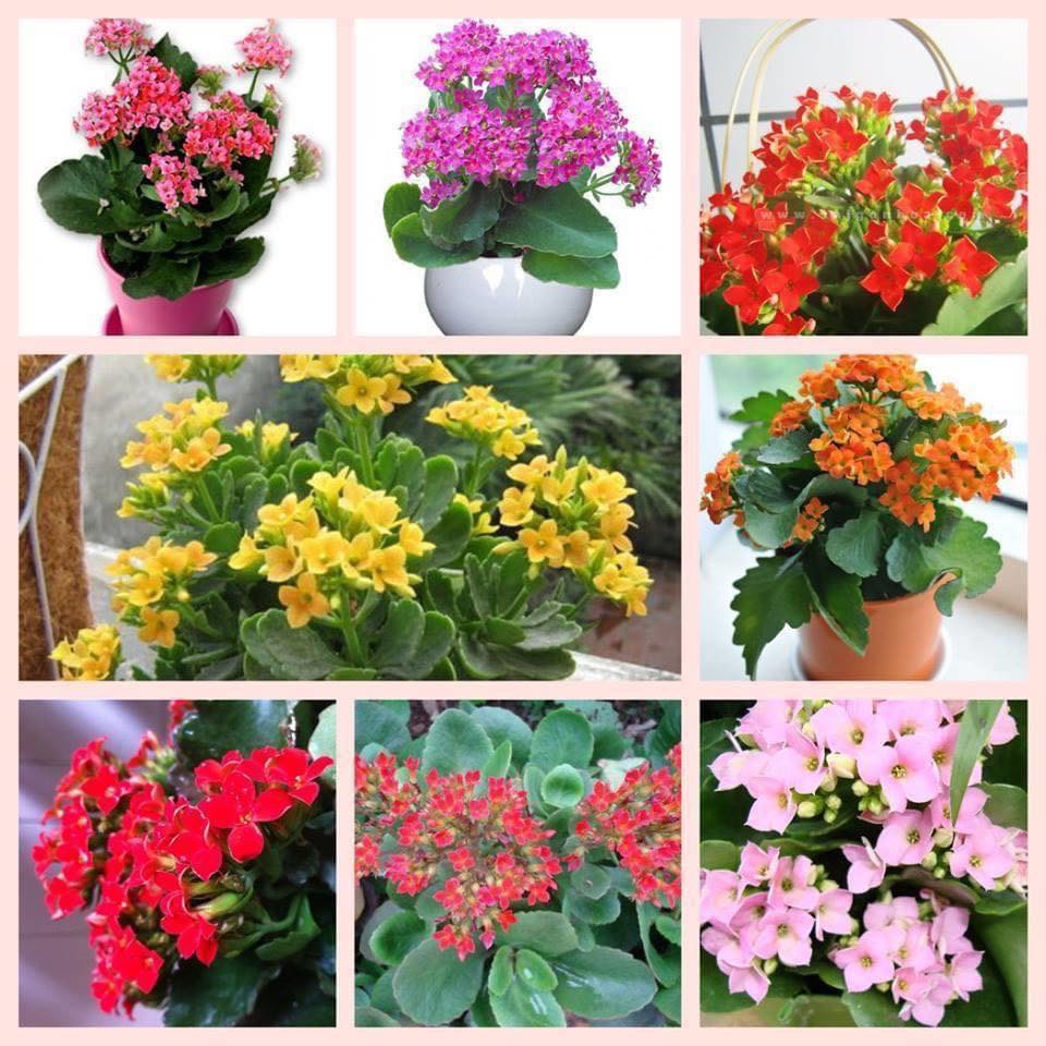 Hạt giống hoa sống đời mix .