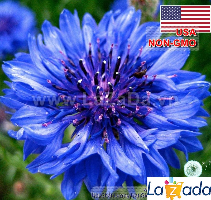 [HCM]5GR 990.HẠT Hạt Giống Hoa Trúc Mai Xanh Blue 70cm (| B14*V14)