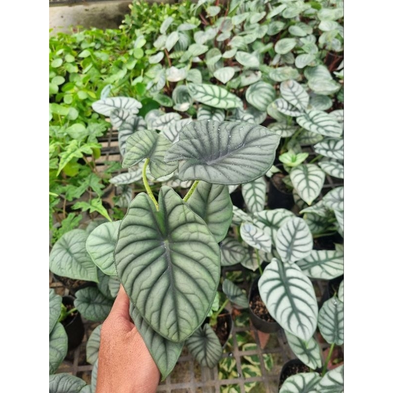 Cây Alocasia Nebula
