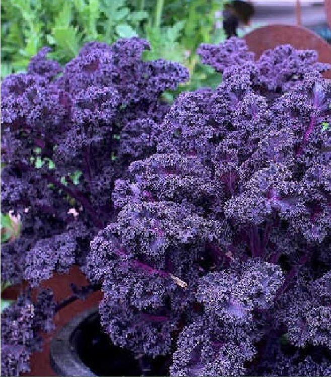 Hạt giống cải cải kale tím - 1 gói 20 hạt