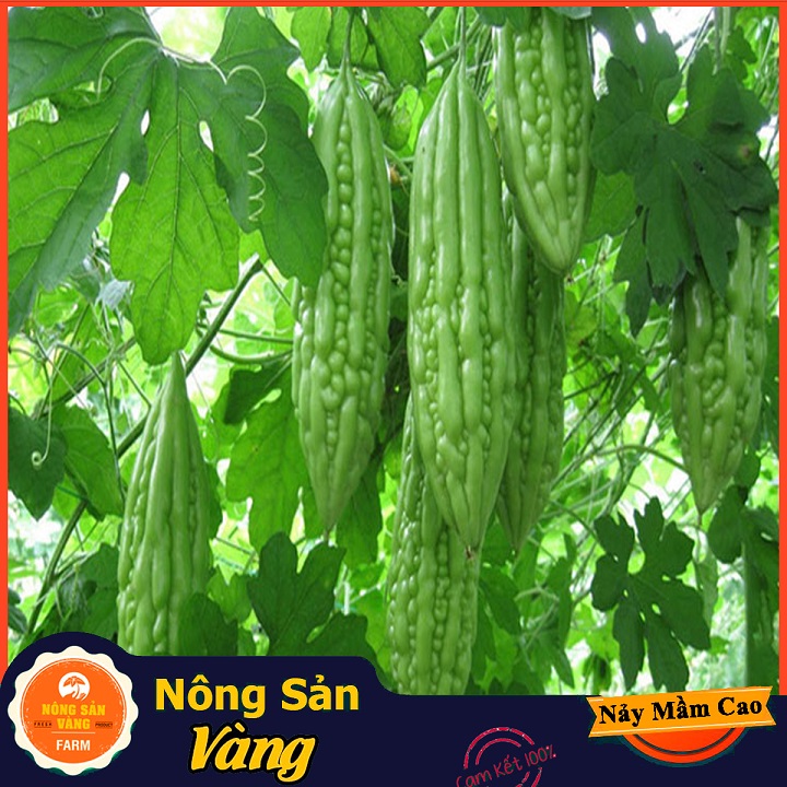 F1 multiple seeds of high germination rate, growth and healthy, high productivity -yellow agricultural product
