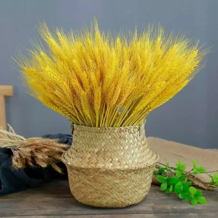 bông lúa mạch khô - lúa mạch vàng - hoa khô