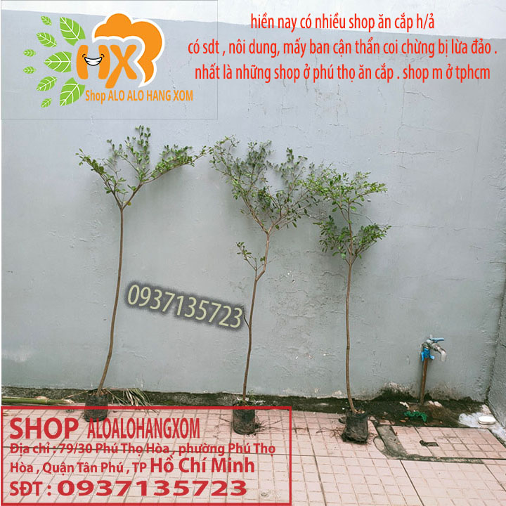 [HCM]cây bàng đài loan cao từ 70-90 cm ( combo 3 cây )
