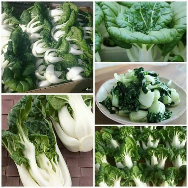 Hạt Giống Cải Siro Ngọt