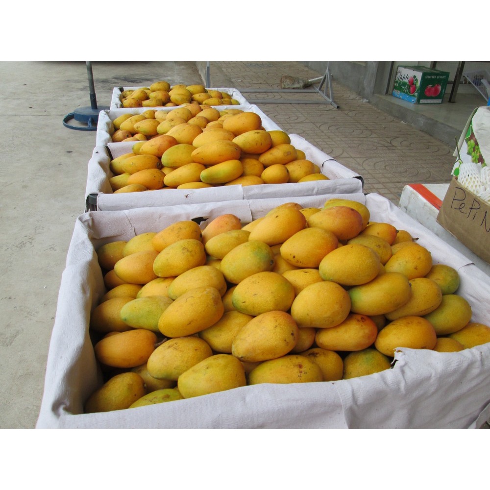 CÂY GIỐNG XOÀI THANH CA.[ CÂY GHÉP CHO QUẢ SỚM]