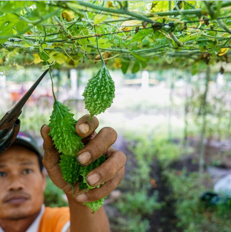 Túi 20 Hạt giống mướp đắng rừng